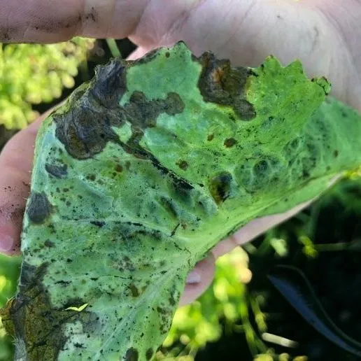 thumbnail for publication: Escarolas y endivias: hortalizas nutritivas con alto potencial para Florida